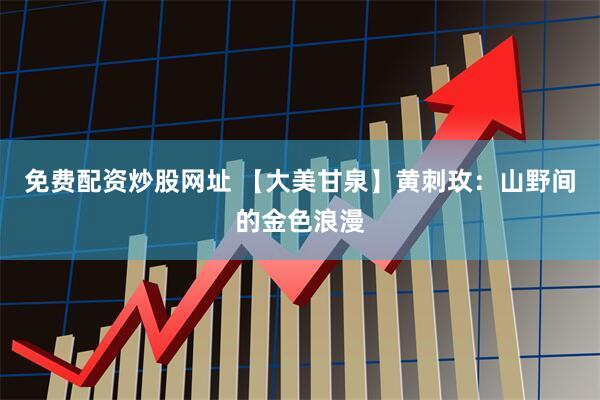 免费配资炒股网址 【大美甘泉】黄刺玫：山野间的金色浪漫